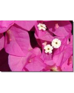bougainvillea-15-ml