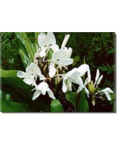 butterfly-lily-15-ml