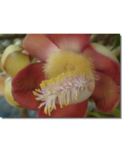 cannon-ball-flower-15-ml
