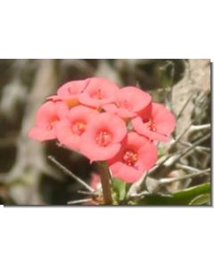 christ's-thorn-15-ml