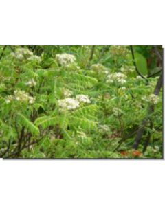 curry-leaf-15-ml