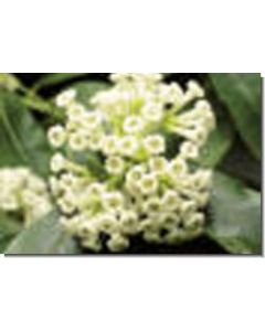 day-blooming-jessamine-15-ml