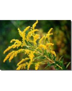 golden-rod-15-ml