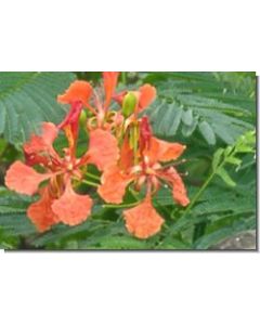 gulmohar-15-ml