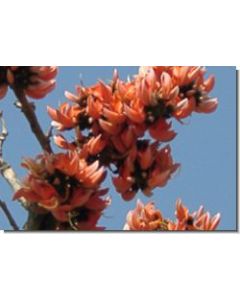 indian-coral-15-ml