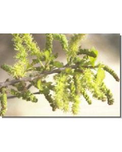 indian-mulberry-15-ml