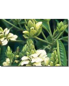 malabar-nut-flower-15-ml