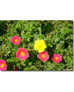 office-flower-15-ml