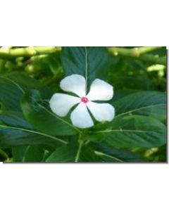 old-maid-(white)-15-ml
