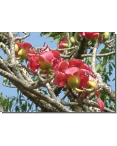 red-silk-cotton-15-ml