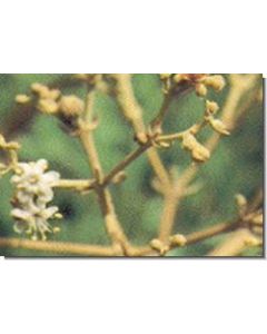 teakwood-flower-15-ml