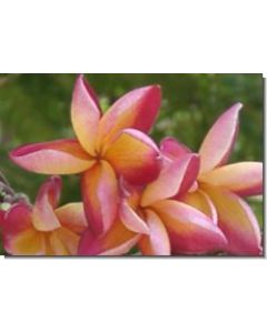 temple-tree-15-ml