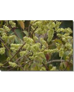 ukshi-15-ml