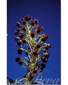 ahinahina-silversword-10-ml