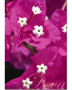 bougainvillea-10-ml