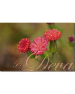 floras-paintbrush-10-ml
