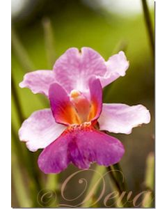 guardian-angel-orchid-10-ml