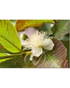 guava-10-ml