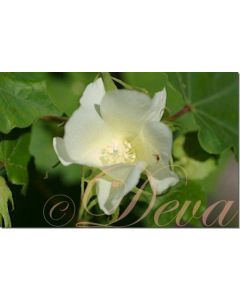 mao-wild-cotton-10-ml