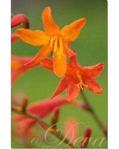 montbretia-20-ml
