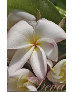plumeria-20-ml