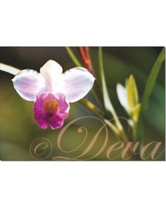 bamboo-orchid-30-ml