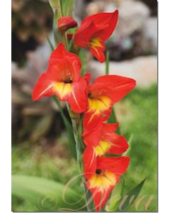 gladiola-30-ml