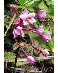 ground-orchid-30-ml