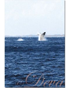 buckelwale-vor-maui-20-ml