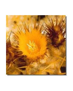 golden-barrel-cactus-stockb-15-ml