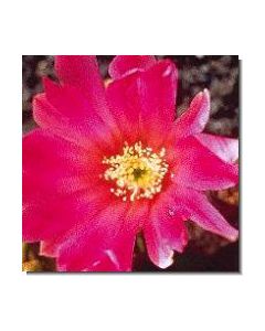 beauty-cactus-stockb-15-ml