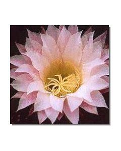 inspiration-cactus-stockb-15-ml