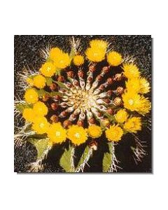 self-esteem-cactus-stockb-15-ml