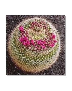 formation-cactus-stockb-15-ml