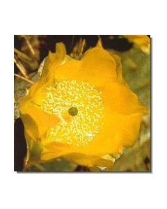 joyful-opuntia-stockb-15-ml