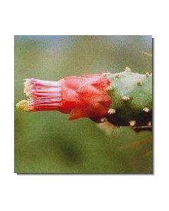 grounding-opuntia-stockb-15-ml