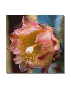 inside-outside-cactus-stockb-15-ml