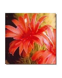 love-cactus-stockb-15-ml