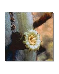 noble-heart-cactus-stockb-15-ml