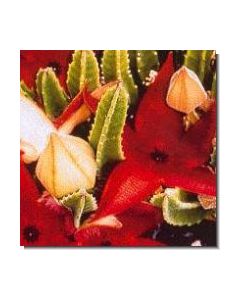 earth-star-cactus-stockb-15-ml