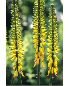 aloe-vera-aloe-vera30-ml