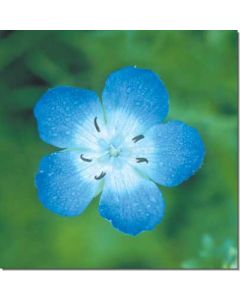 baby-blue-eyes-hainblume30-ml