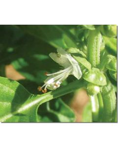 basil-basilikum30-ml