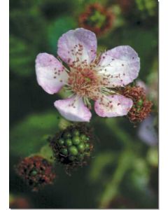 blackberry-brombeere30-ml