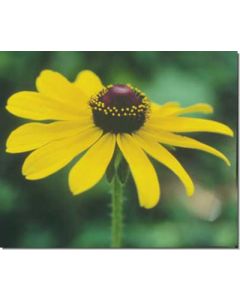 black-eyed-susan-sonnenhut30-ml