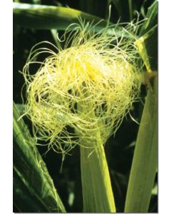 corn-mais30-ml