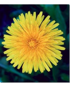 dandelion-löwenzahn30-ml