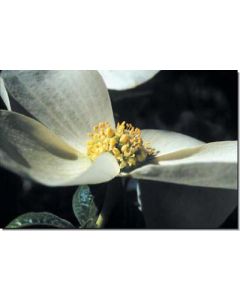 dogwood-hartriegel30-ml