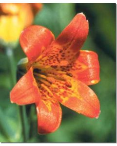 alpine-lily-kleine-gebirgs-lilie