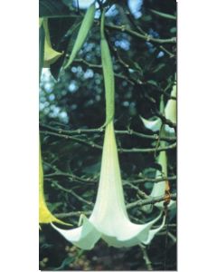 angel´s-trumpet-engelstrompete